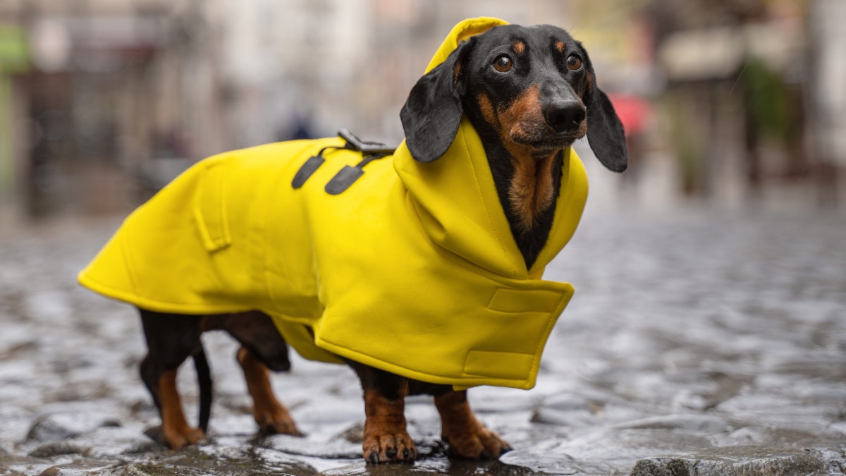 Ubest sales dog coat